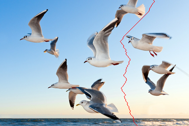 ./TP2/Images/gulls-small-000-seam.png