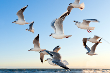 ./TP2/Images/gulls-small.png